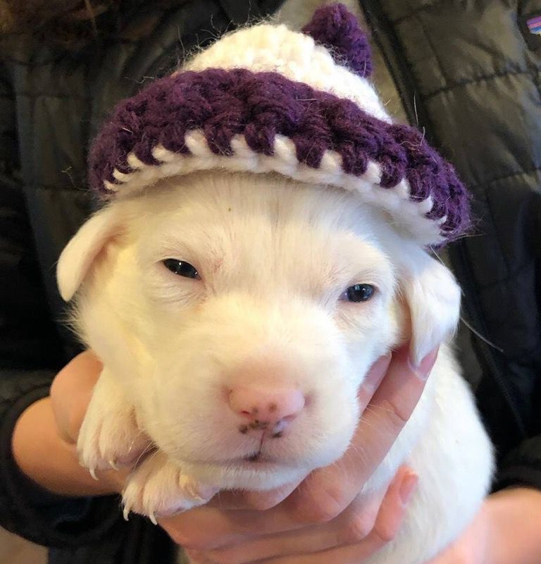 Snow's Falkor.jpg